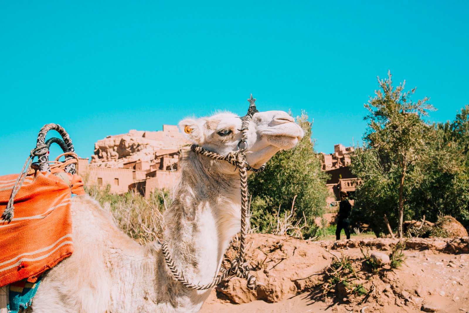 Experiences 3 camel desert scaled